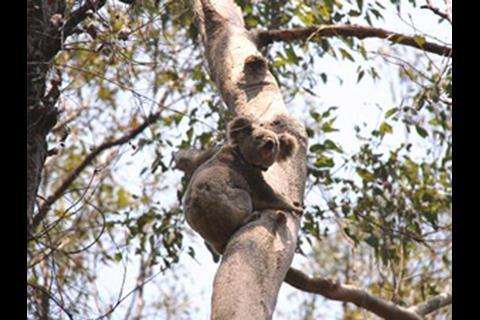 A koala monitoring programme has been launched, with every koala spotted within or adjacent to the alignment given a health check and fitted with GPS radio collars by Endeavour Veterinary Ecology.